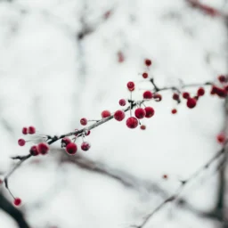 十二宫化忌入田宅宫