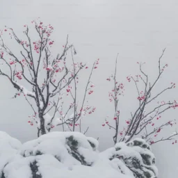 十二宫化忌入父母宫