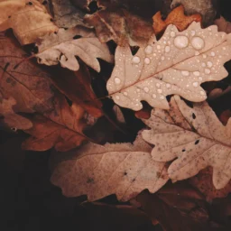 地空星、地劫星双星论财运