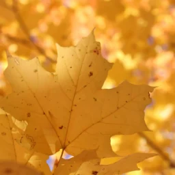 天魁星、天钺星双星论财运