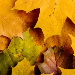 左辅星、右弼星双星论财运